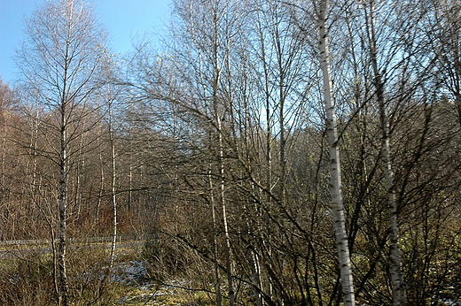 Bieszczady - bieszczadzki zagajniki