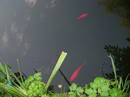 Bujakw.Staw w ogrodzie botanicznym.