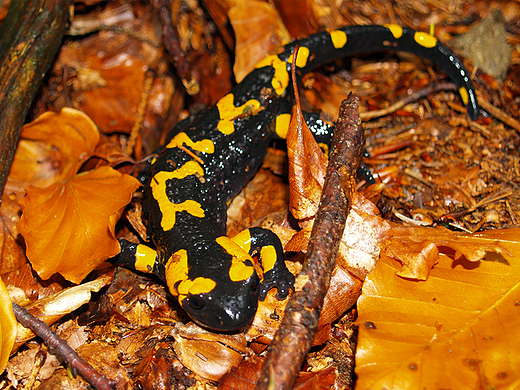 Salamandra