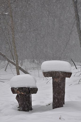 sniezyca w parku Mociny