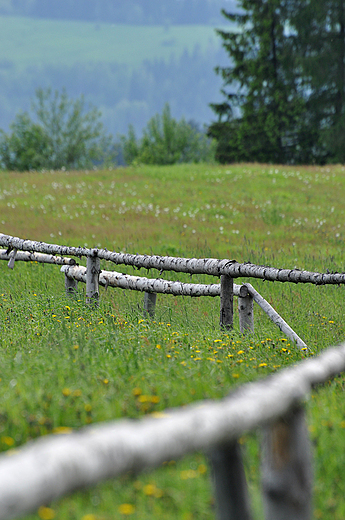 Polana Przysop pod Wierchow - cieka do schroniska