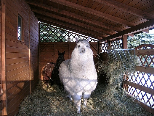 Zoo w Chorzowie.Lama w zagrodzie przy szopce.