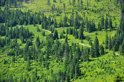 Droga na zboczach Rysianki. Beskid ywiecki