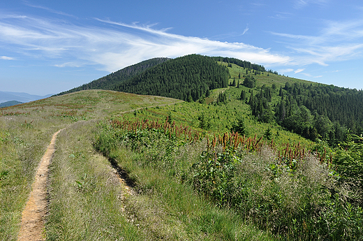 Widok z Hali Pawlusiej na Romank