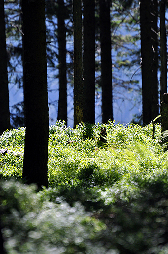 Las na stokach Romanki. Beskid ywiecki