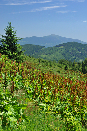 Widok z Hali Pawlusiej - Babia gra