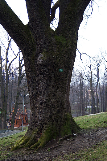 Jaworze-Park Zdrojowy-Db szypukowy