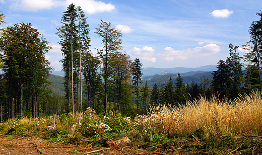 Beskid lski. Okolice Wisy.