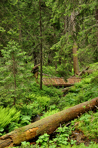 Trawersujc Babi Gr. Beskid ywiecki