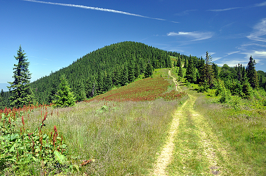 Hala Pawlusia i Romanka. Beskid ywiecki