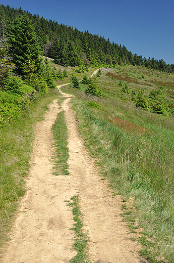 Hala Bacmaska. Beskid ywiecki