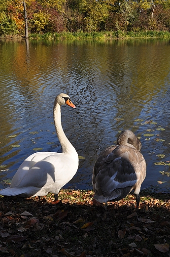 Wilanow, abdzie w parku