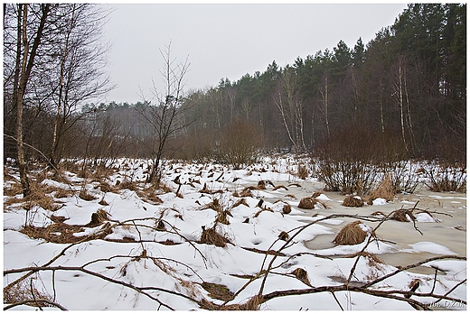 Bagna. Ciemniki