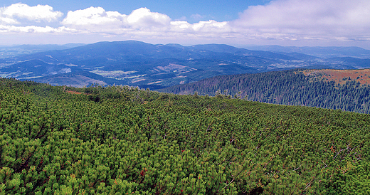 Panorama Beskidw spod Babiej Gry.