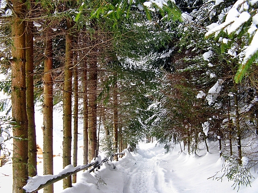 Zakopane zim - na szlaku