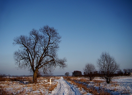 Poln drog