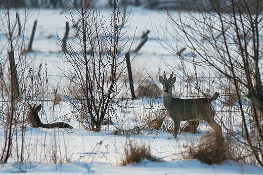 Sarenek czas.