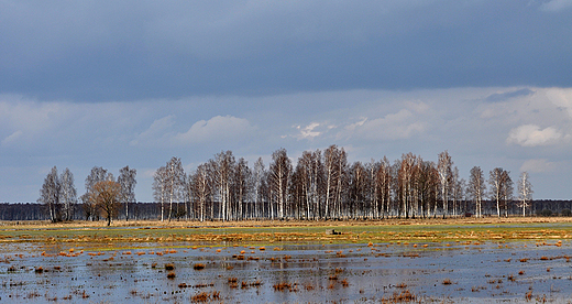 Rezerwat przyrody Brzeziny Kapickie. Dolina Biebrzy