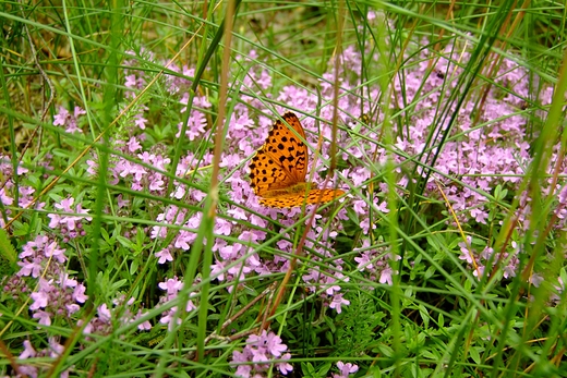 Motyl z rodziny Modraszkowate - Lycaenidae