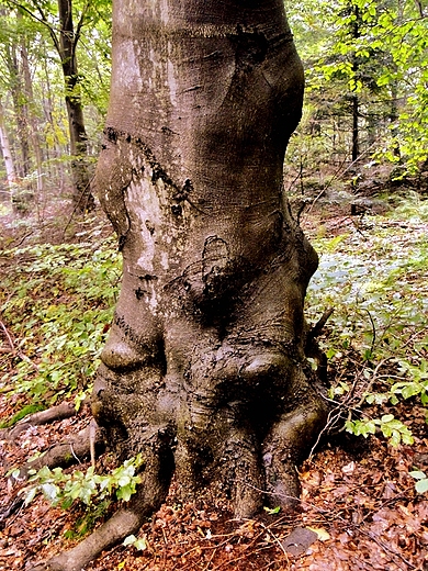 Jeleniowski Park Krajobrazowy