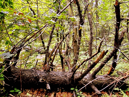 Jeleniowski Park Krajobrazowy