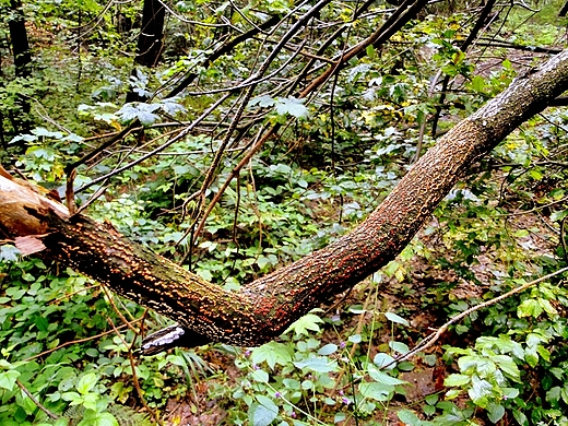 Jeleniowski Park Krajobrazowy