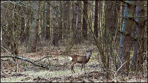 Wiosny czas radosny...