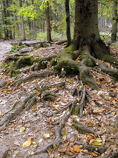 witokrzyski Park Narodowy - Rezerwat ysica