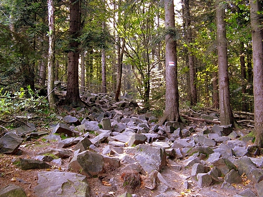 witokrzyski Park Narodowy - Rezerwat ysica