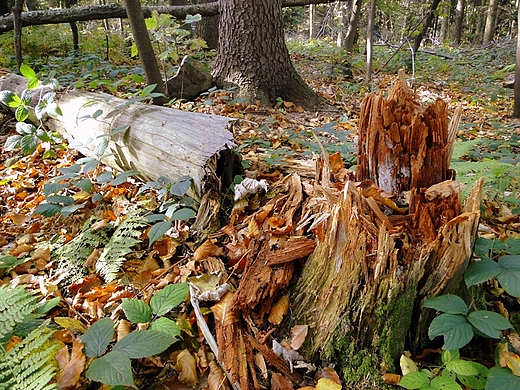 witokrzyski Park Narodowy - Rezerwat ysica