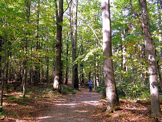 witokrzyski Park Narodowy - Rezerwat ysica