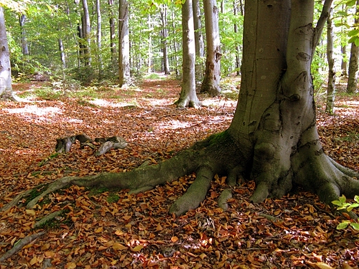 witokrzyski Park Narodowy - Rezerwat ysica