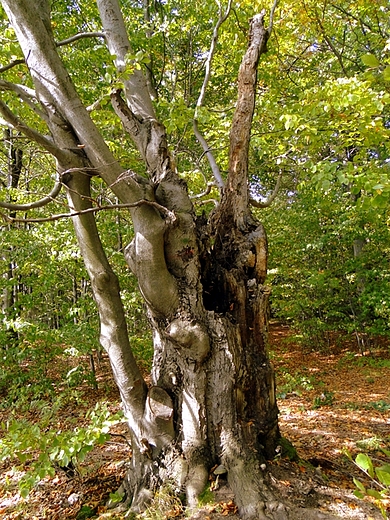 witokrzyski Park Narodowy