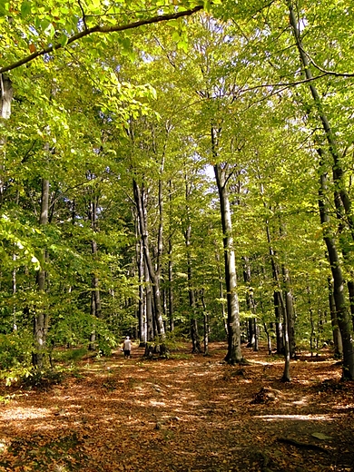 witokrzyski Park Narodowy