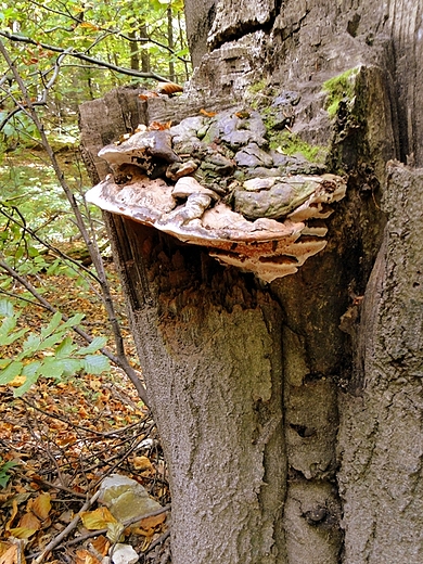 witokrzyski Park Narodowy