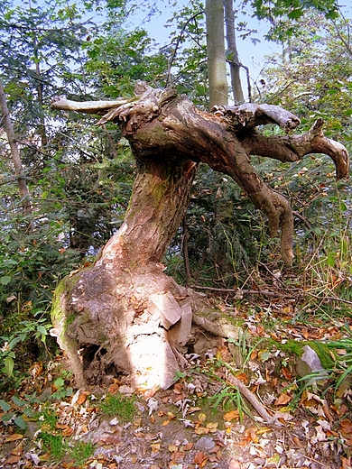 witokrzyski Park Narodowy