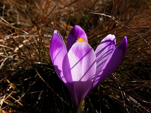 Pierwszy krokus na Hali Rysianka