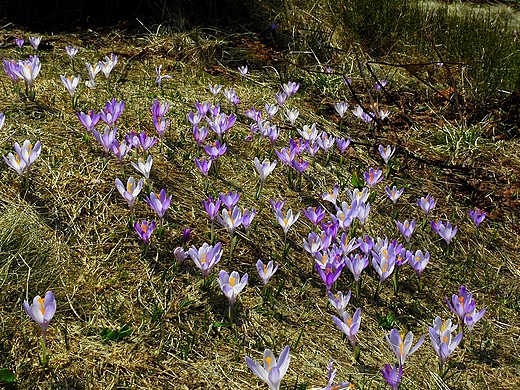 Krokusy na Rysiance