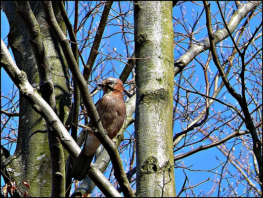 Sjka  Garrulus glandarius . Okolice jeziora Kamienica.