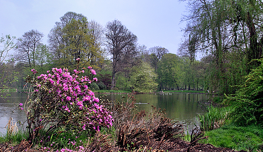 Pszczyna. Park.