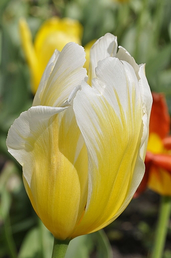 tulipan