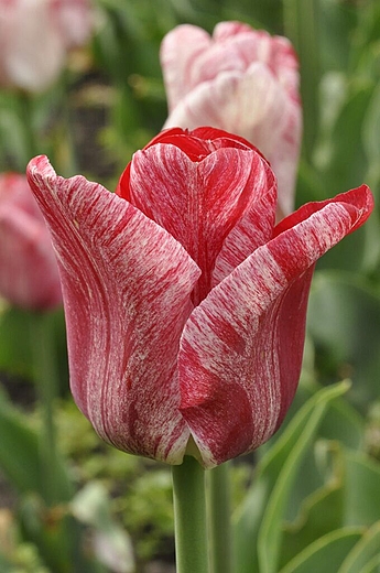 wiosenne kwiaty - tulipany na tylach Biblioteki Narodowej