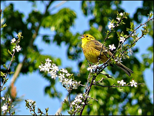 Trznadel  	Emberiza citrinella.