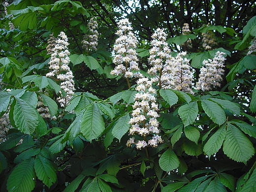 Warszawa. W Ogrodzie Botanicznym.