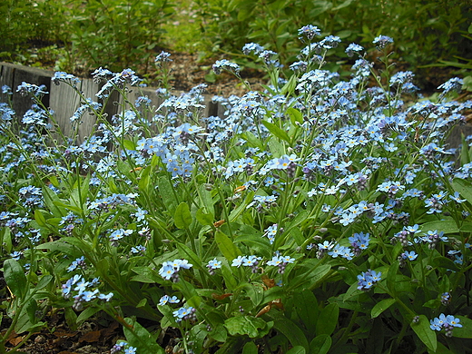 Warszawa. W Ogrodzie Botanicznym.