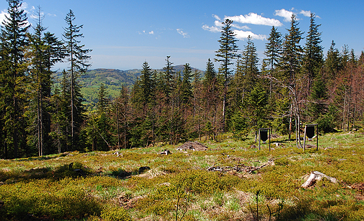 Widok na Beskid lski z Przeczy Salmopolskiej.