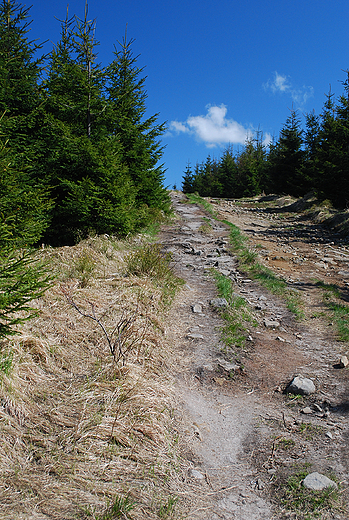 Beskid lski. Na szlaku w kierunku Skrzycznego.