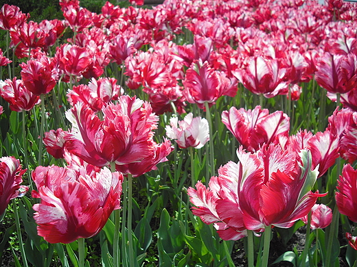 Tulipany