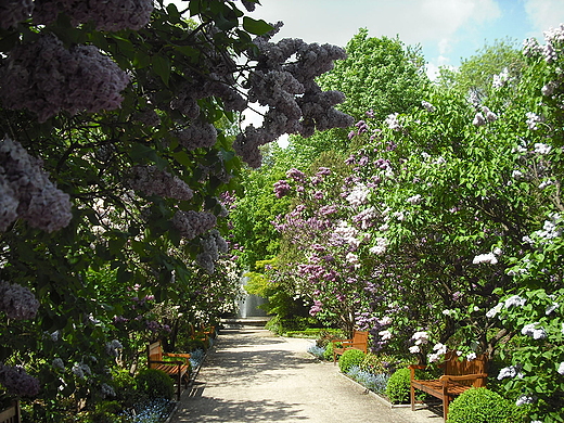 Warszawa. W Ogrodzie Botanicznym.