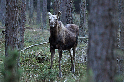 Na wiosn osie najatwiej spotka przy Carskiej Drodze